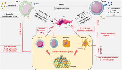 Immunotherapy in Ovarian Cancer: Thinking Beyond PD-1/PD-L1